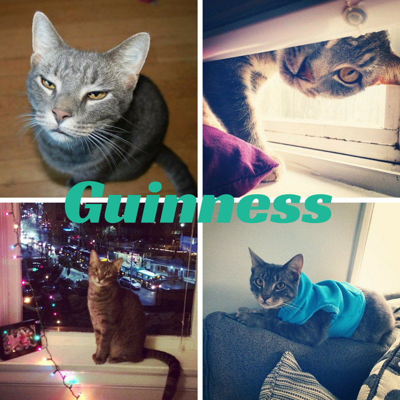Guinness Collage